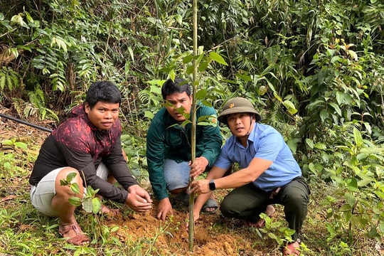 Hỗ trợ gần 7.000 giống cây lim xanh và sao đen cho người dân Đông Giang, Tây Giang