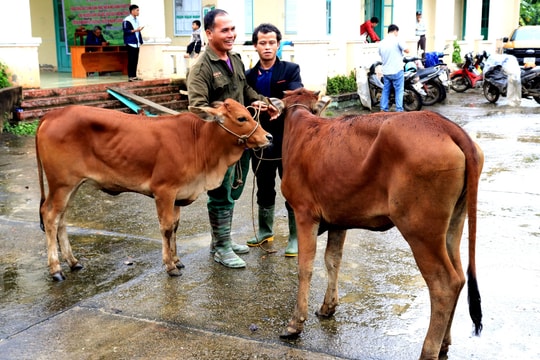 Thủy điện Sông Bung trao tặng 30 con bò giống cho người dân huyện Nam Giang