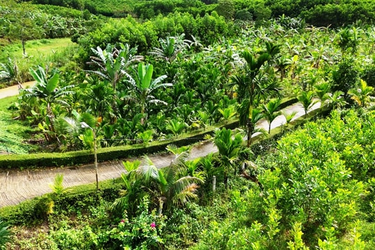 Tiên Phước hỗ trợ 9,8 tỷ đồng phát triển kinh tế vườn, kinh tế trang trại