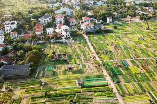 Hội An thực hiện Đề án phát triển quản lý sức khỏe cây trồng tổng hợp