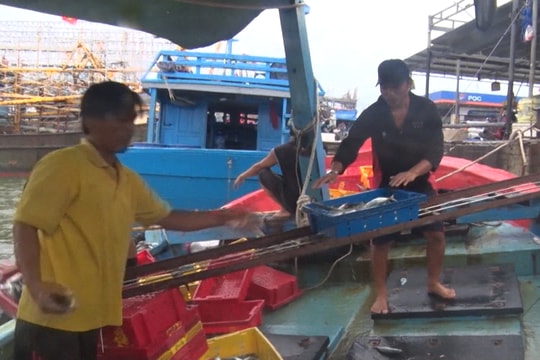 Xã trọng điểm nghề cá huyện Núi Thành thắng lớn qua mùa khai thác hải sản