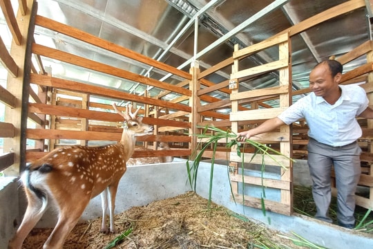Giảm nghèo ở Đông Giang: Khai phá tiềm năng nông - lâm nghiệp