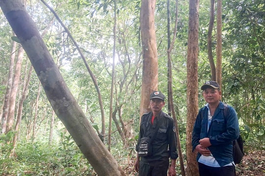 Chuyển hóa địa bàn trọng điểm về quản lý, bảo vệ rừng