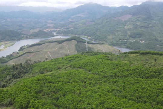 Tổng diện tích được chi trả dịch vụ môi trường rừng toàn tỉnh là 312.276ha