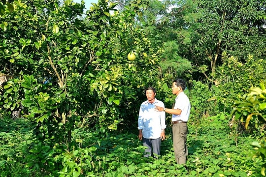 Quế Sơn phát triển kinh tế vườn, trang trại