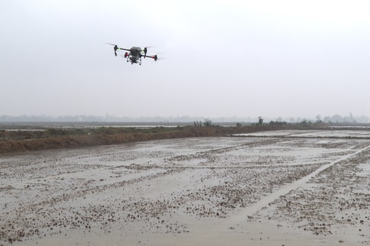 Thí điểm mô hình “Cánh đồng mẫu không dấu chân” tại Điện Bàn