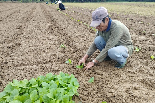 Nông dân Đại Lộc tập trung xuống giống vụ đông xuân