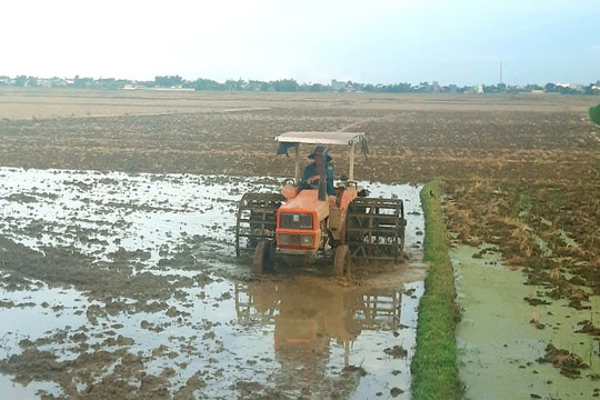 Từ 30/12, nông dân Quảng Nam gieo sạ trà 1 vụ lúa đông xuân