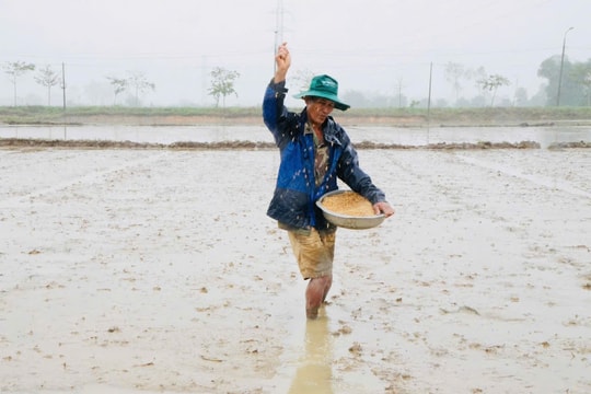 Hối hả gieo sạ lúa đông xuân