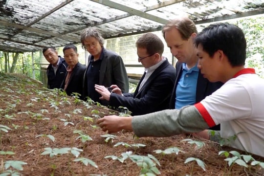 Bảo tồn, phát triển quế Trà My, sâm Ngọc Linh và cây dược liệu: Chính sách vượt trội, kết quả chưa như mong đợi