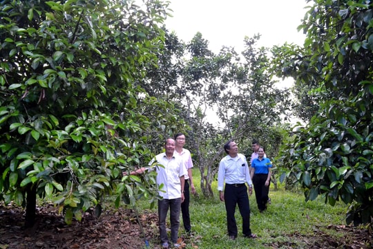 Nâng cao hiệu quả của tín dụng chính sách xã hội trong giai đoạn mới