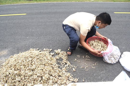 Nông dân Thăng Bình phấn khởi vì kiệu được giá