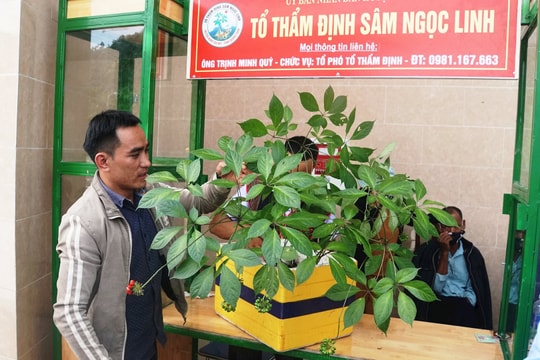 Quảng Nam phát triển sâm Ngọc Linh thành ngành hàng mang thương hiệu quốc tế
