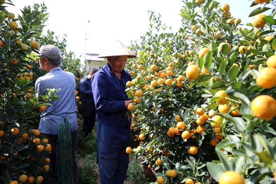 Phát triển bền vững nghề trồng quật cảnh Cẩm Hà