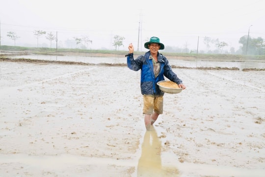 Mưa lạnh kéo dài ảnh hưởng tiến độ gieo sạ lúa đông xuân