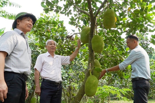 Hội Nông dân Đại Lộc triển khai nhiều mô hình liên kết sản xuất