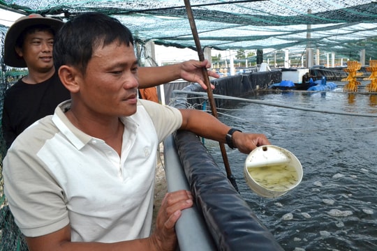 Ngành chức năng và nông dân Quảng Nam cẩn trọng với nuôi tôm vụ 1