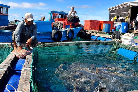Ngư dân Quảng Nam dịch chuyển đánh bắt hải sản sang nuôi biển