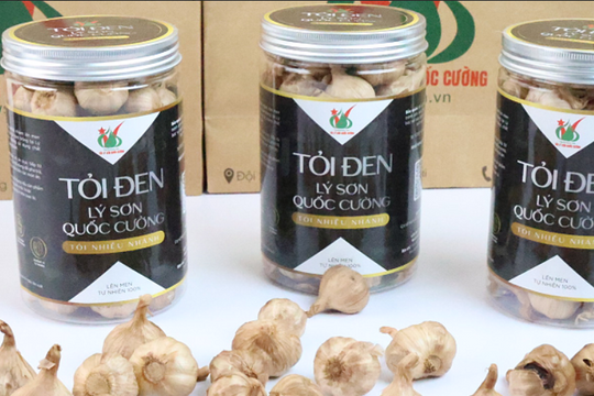 Tỏi đen Lý Sơn Quốc Cường: Đặc sản Quảng Ngãi nâng tầm sức khỏe