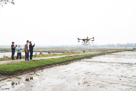 Liên kết sản xuất lúa nguyên liệu nâng cao chuỗi giá trị ở Tam Phú