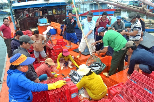 Ngư dân Núi Thành bám biển xuyên tết...