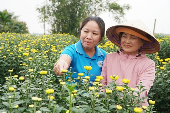 Nông dân liên kết sản xuất hoa cúc vụ tết