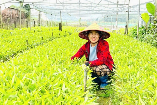 Quế Sơn đẩy mạnh tái cơ cấu ngành nông nghiệp