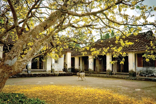 Thịt heo bó mo cau vị xưa tết cũ