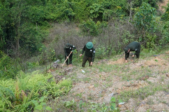 Đẩy nhanh tiến độ trồng rừng thay thế