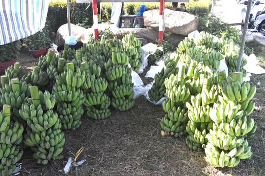 Chuối xanh tăng giá ngày cận tết