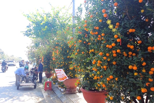 Người trồng quật cảnh Hội An phấn khởi vì được mùa được giá