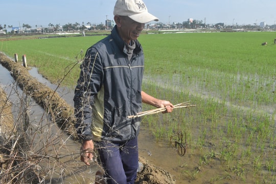 Nông dân Quảng Nam đau đầu vì chuột phá lúa đông xuân