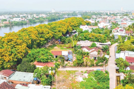 Tục "hoàn cội sưa" giữ đất trăm năm