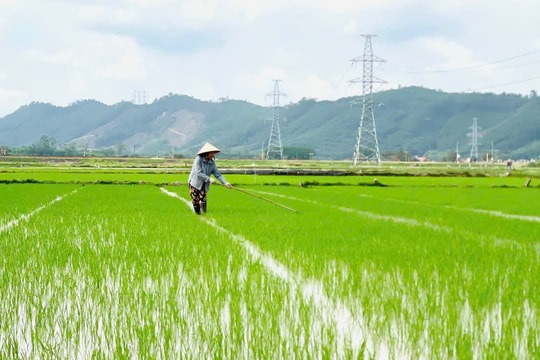 Nhiều diện tích lúa đông xuân của Quảng Nam bị chuột, ốc bươu vàng và sâu bệnh gây hại