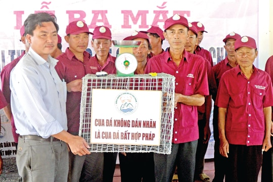 Cua đá và chuyện bảo tồn ở Cù Lao Chàm