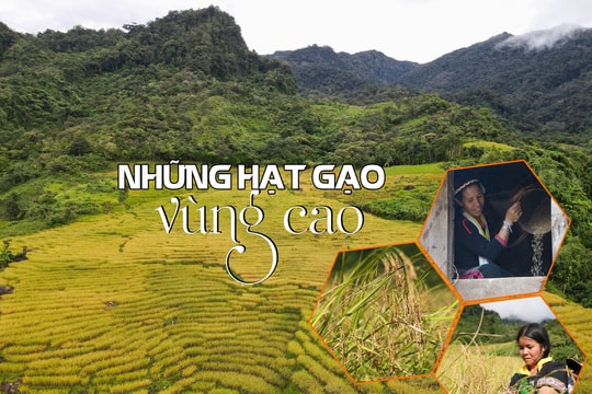 Những hạt gạo vùng cao