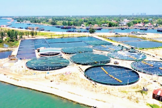 “Vua tôm” đất Quảng