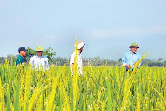 Gieo hạt giống vàng