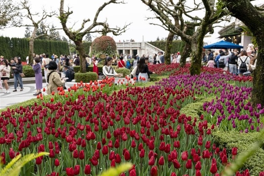 Du khách thích thú check in với hàng ngàn bông tulip trên đỉnh Bà Nà dịp Tết