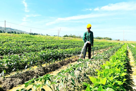 Nông dân bám ruộng đồng