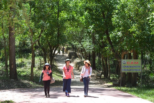 Phát huy giá trị rừng cảnh quan Mỹ Sơn