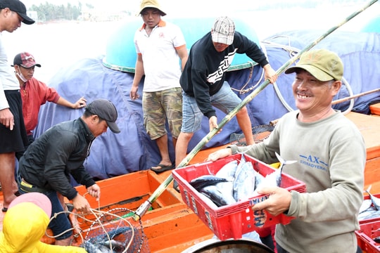 Ngư dân Núi Thành đón lộc biển đầu năm
