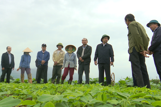 Bí thư Huyện ủy Đại Lộc kiểm tra tình hình sản xuất vụ đông xuân