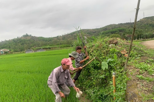 Quảng Nam có gần 133ha lúa bị chuột gây hại