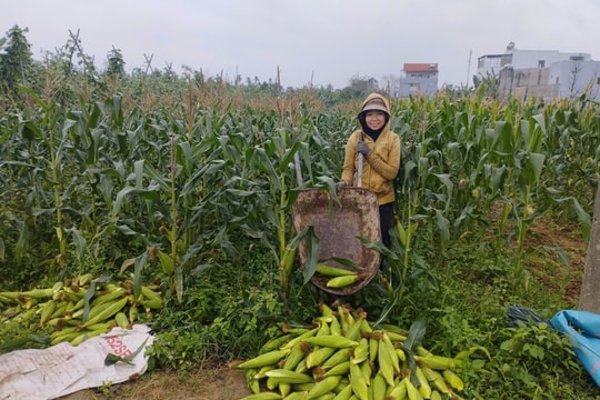 Giá bắp tăng cao, nông dân Đại Lộc phấn khởi