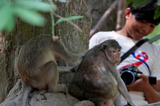 Campuchia cảnh báo du khách về khỉ dữ quanh Angkor Wat