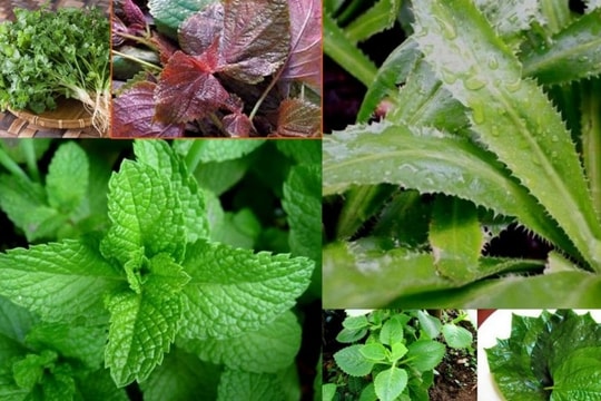 Hội An phê duyệt dự án liên kết sản xuất sản phẩm cây gia vị tại xã Cẩm Kim