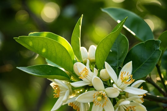 Thoảng hương bưởi trong ký ức