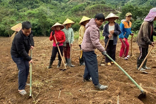 Trồng nghệ trên đồng Băng Lấc