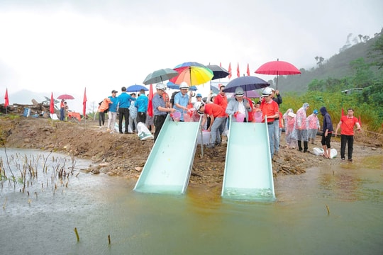 Công ty CP Thủy điện Đăk Mi tổ chức trồng cây, thả cá giống tái tạo nguồn lợi thủy sản